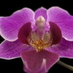 Phalaenopsis anatomy-Photogrammetry on an Orchid