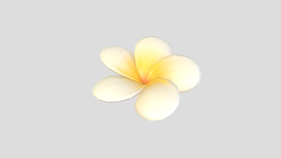 plumeria flower.thumb