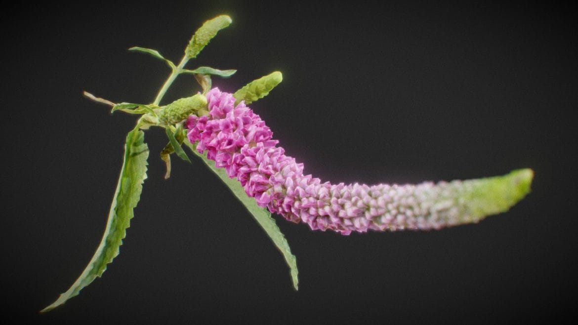summer lilac buddleja davidii butterfly bush.thumb