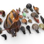 A collection of snails from around the world