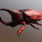 A Rhino beetle