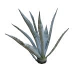Agave Plant