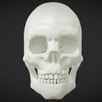 Anatomical Human Male Skull (High Poly)