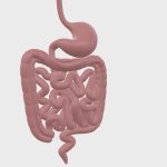 Anatomy – Digestive Gastrointestinal Tract 2