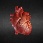 [Animation] Human Heart
