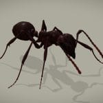 Ant