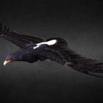 Aquilla Verreauxii (Black eagle)