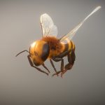 Bee Animation test