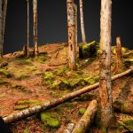 Beech forest (Fagus sylvatica)