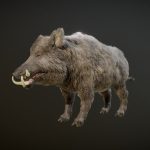 BOAR ANIMATIONS