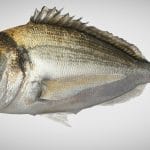 Bream Fish ( Dorade Royale)