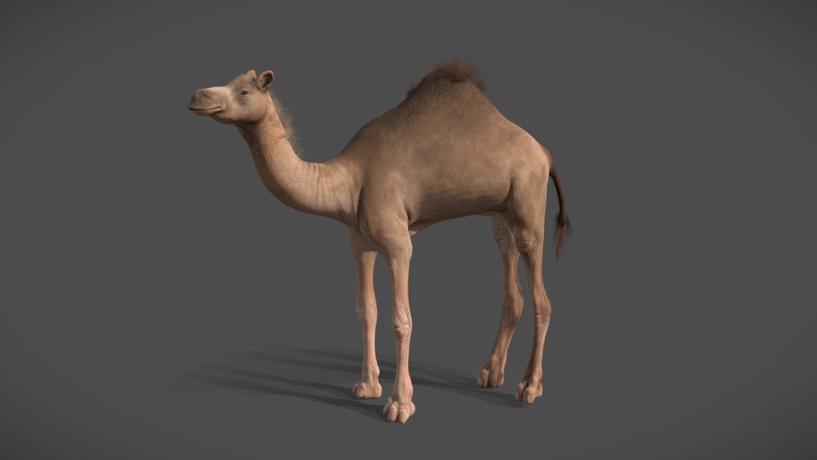 camel.thumb