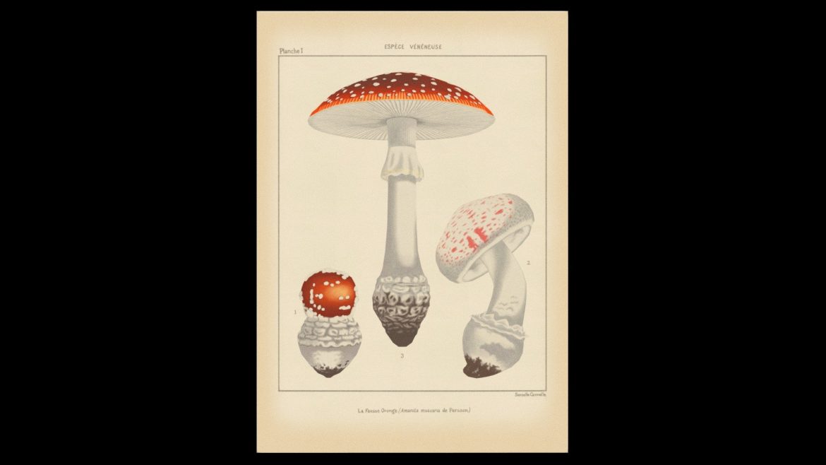 camera limits demo botanical plate.thumb