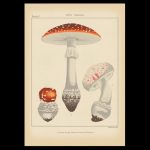 Camera Limits Demo: Botanical Plate