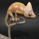 Chameleon