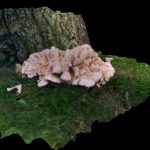 Chicken of the Woods