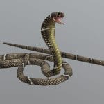 Cobra Snake