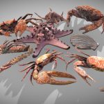 Composition Shellfish