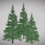 Conifers