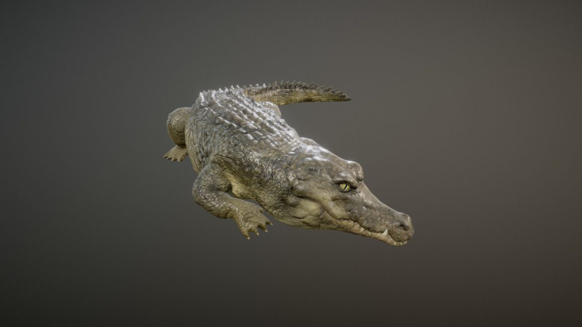 crocodile animations.thumb