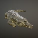 CROCODILE ANIMATIONS