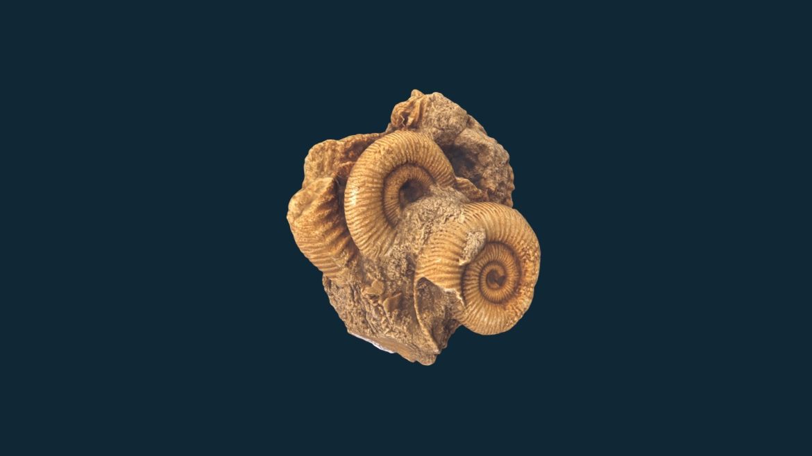 dactylioceras commune.thumb