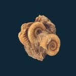 Dactylioceras commune