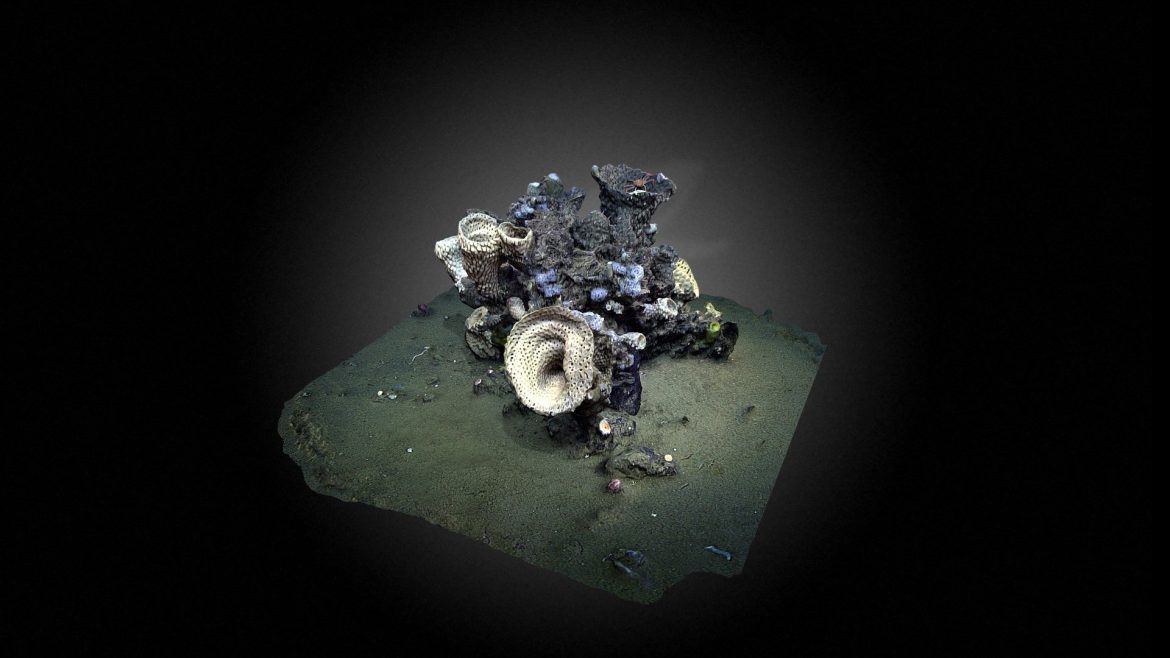 deep sea sponge.thumb