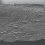 Ediacaran fossils of Mistaken Point E surface