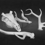 Elk Skull [For 3D Print]
