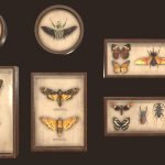 Entomological pictures