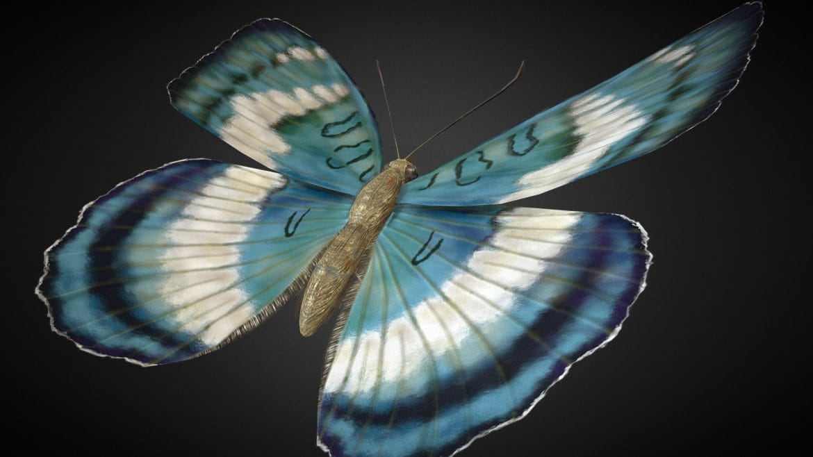 euthalia formosana rigged.thumb