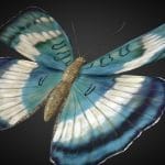 Euthalia Formosana Rigged