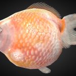 Fantail Pearlscale Rigged