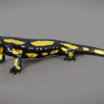 Fire Salamander – Salamandra Salamandra