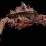 GIANT CRAB ANIMATIONS