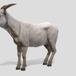 Goat Male