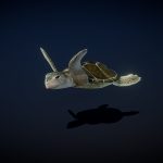 Green Sea Turtle