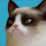 Grumpy Cat