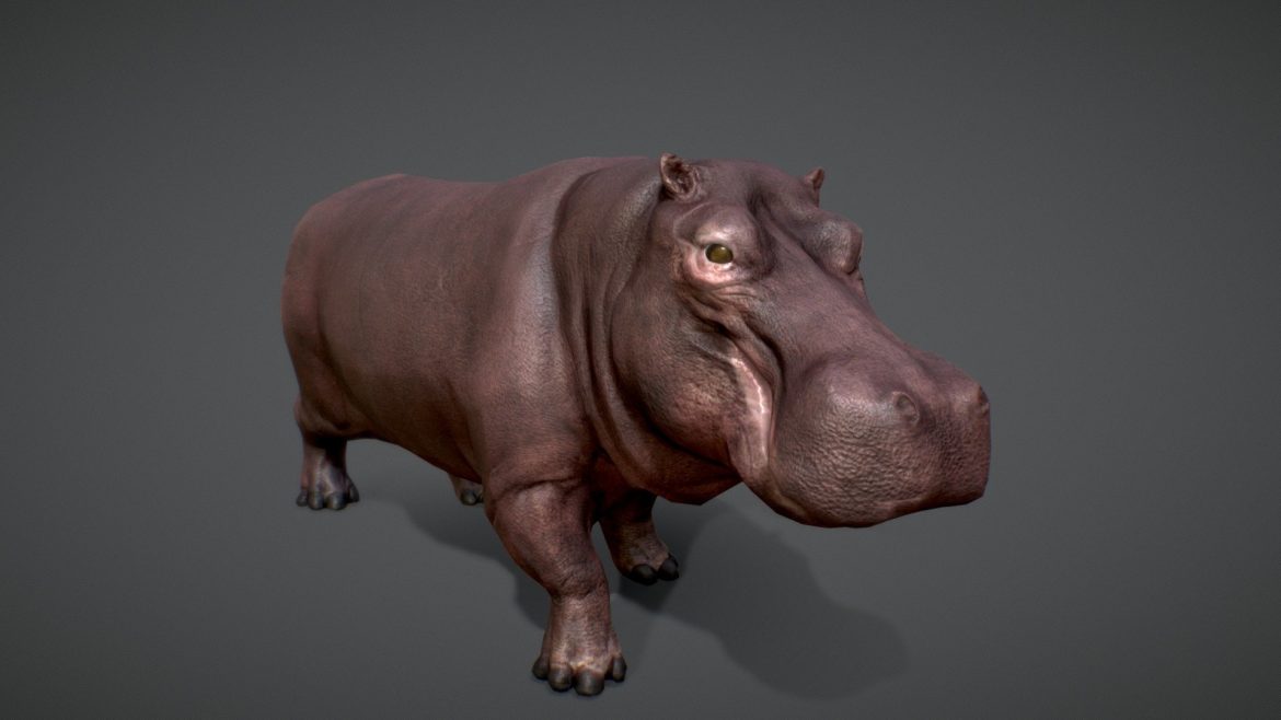 hippopotamus game ready.thumb