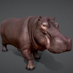Hippopotamus |Game-Ready|