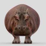 Hippopotamus