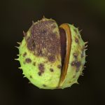 Horse Chestnut – Leipzig, Germany – October 2016