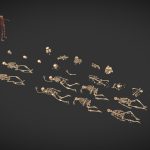 Human Skeleton Remains