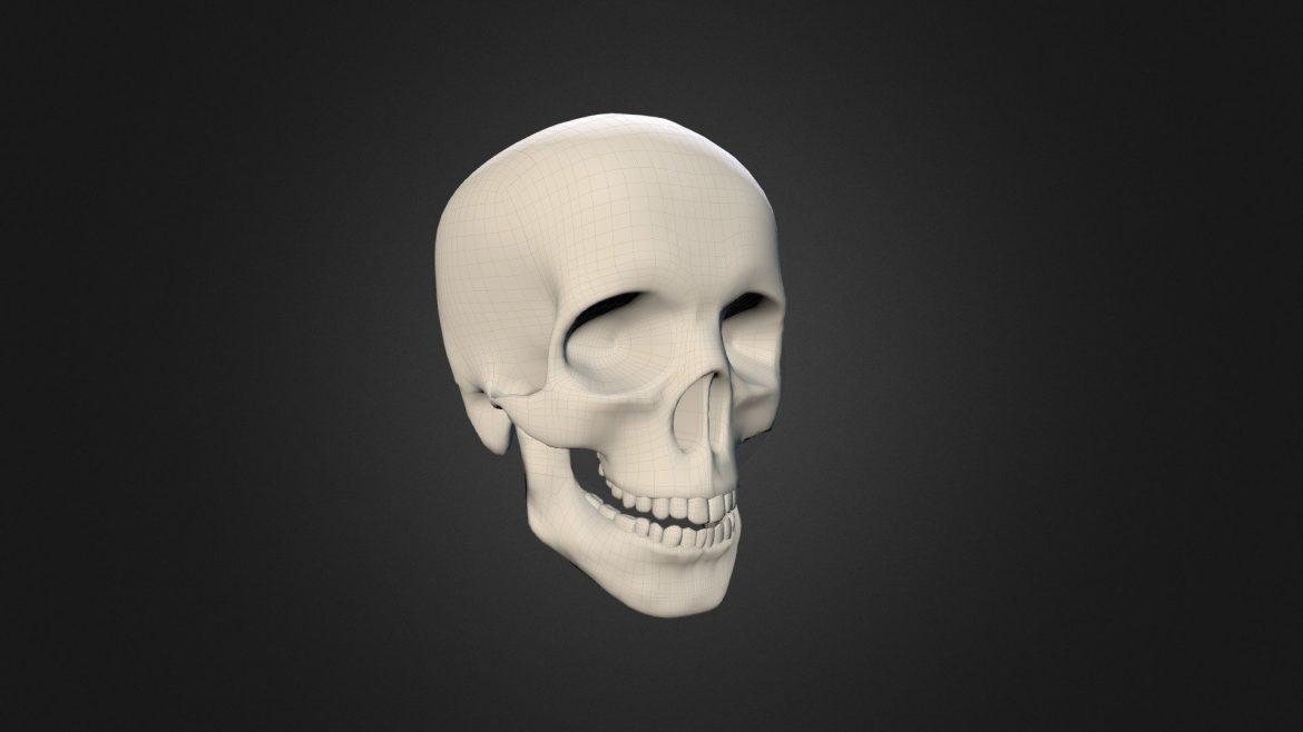 human skull.thumb