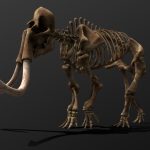 Mammuthus Primigenius Skeleton