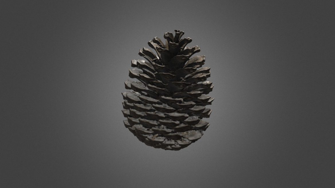 pine cone.thumb