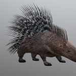 Porcupine