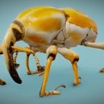 Poteriophorus Monilifasciatus