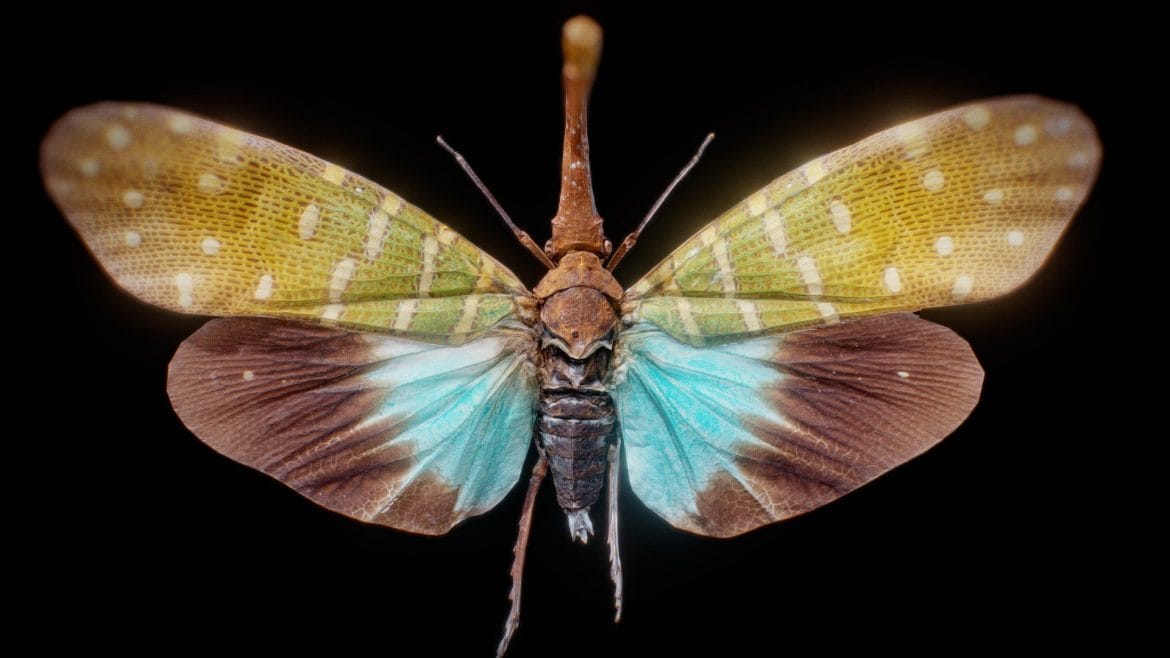 pyrops pyrorgyncha borneo.thumb